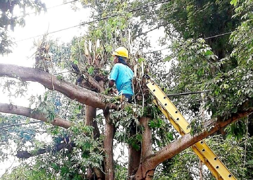 Antisipasi Pohon Tumbang di Musim Hujan, DLH Gowa Mulai Pangkas Ranting Pohon