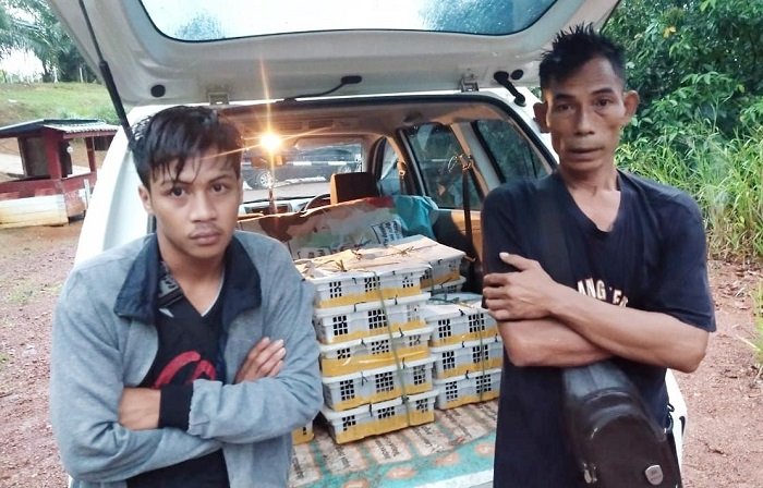 Patroli Pamtas Satgas Yonif 133/YS Gagalkan Penyelundupan 150 Ekor Burung Kacer Ilegal